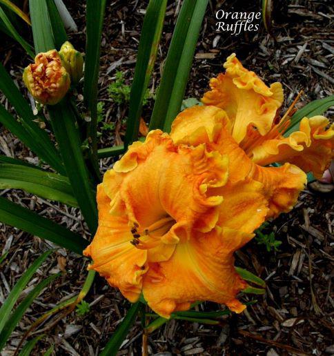 orange ruffles adj rs 001